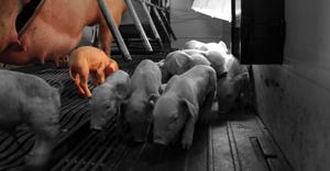 Colorized photo highlights a group of piglets beside a sow
