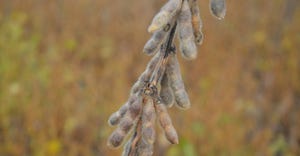 soybean plant with pods