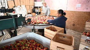 Two farmworkers sorting through apples