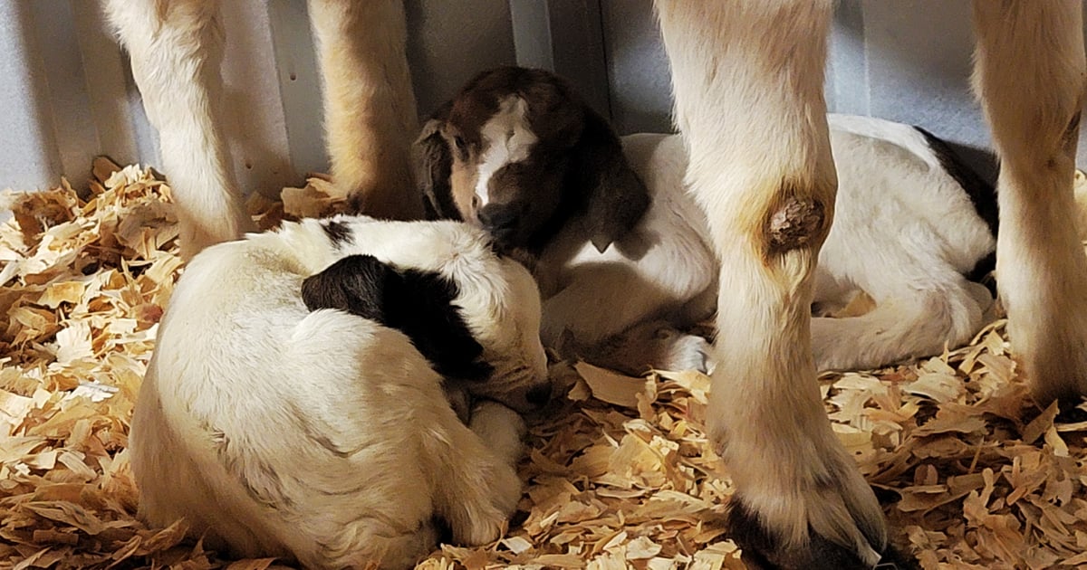 Limited goat, lamb production may improve '24 prices