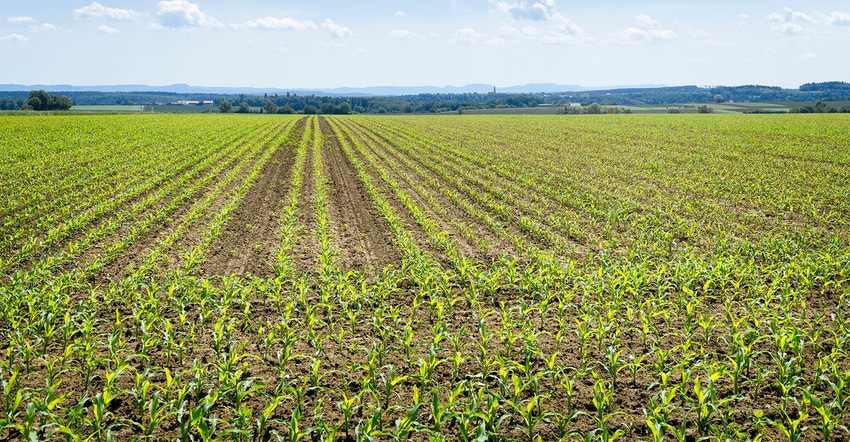 field of young seedlings of corn