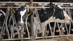 dairy cows in stanchions