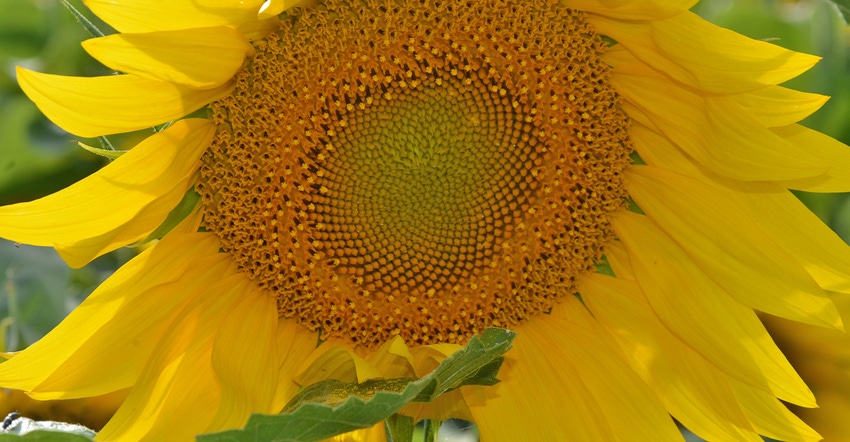 sunflower head closeup