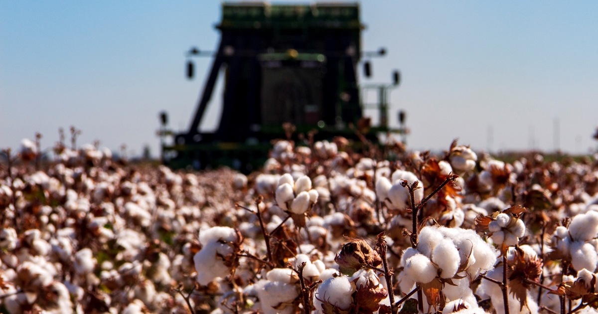 Cotton growers looking at high supply, low demand