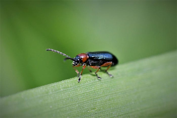 Ines Carrara/Getty Images - Close up of a cereal leaf beetle