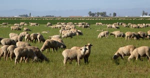 sheep grazing in pasture