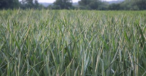 corn plants with rolling leaves indicate signs of stress from drought conditions 