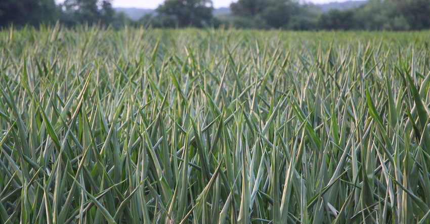 corn plants with rolling leaves indicate signs of stress from drought conditions 