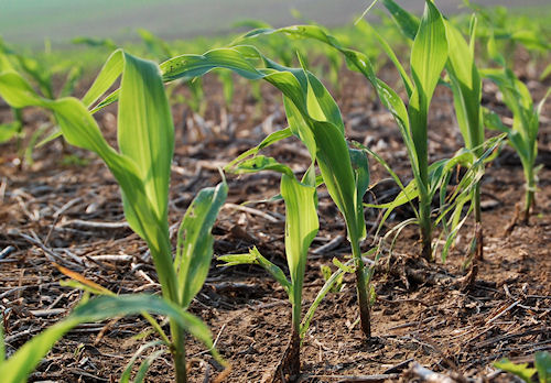 Field Corn Planting Guide