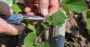 hand pointing out green cloverworm feeding on soybean leaves