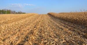 harvested cornfield