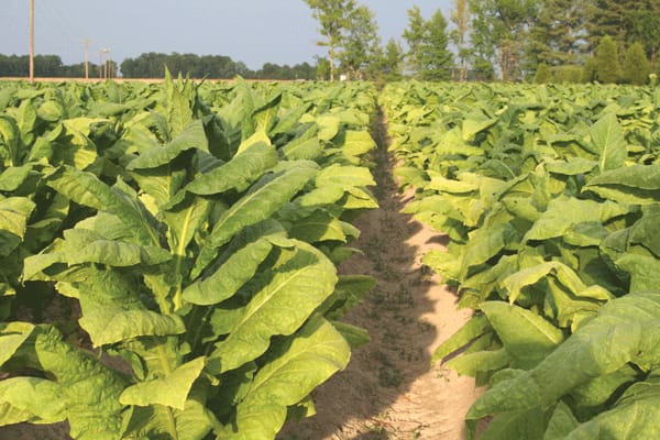 tobacco expo Kentucky/Tennessee Tobacco Expo scheduled tobacco expo Kentucky/Tennessee Tobacco Expo scheduled