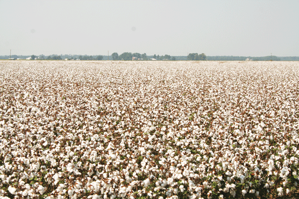 Cotton of the Carolinas