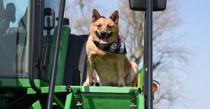 Bahia, a 5-year-old Australian cattle dog, sits on a tractor