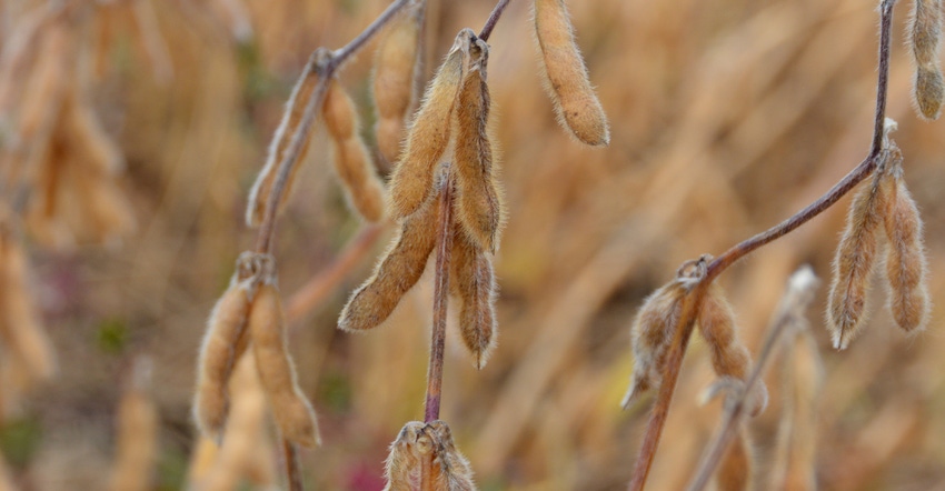 closeup of ripe soybean pods