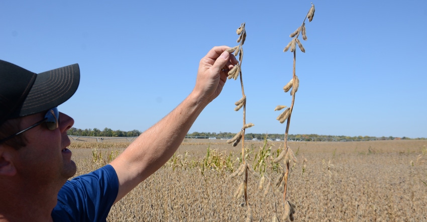 Steve Gauck examining soybean nodes