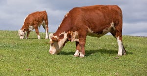 Hereford cattle grazing in pasture