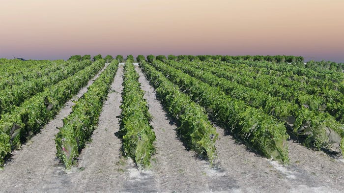 virtual_vineyard_1_0.jpg