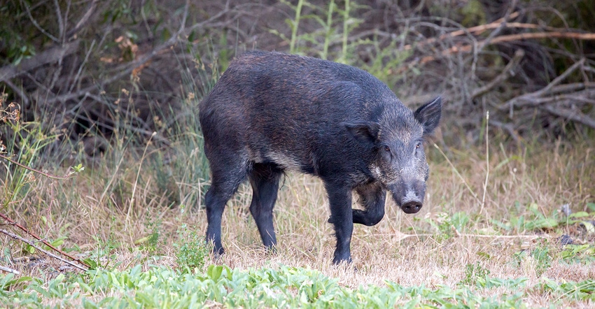 Wild-Boar-yhelfman-GettyImages-587931480.jpg Wild-Boar-yhelfman-GettyImages-587931480.jpg