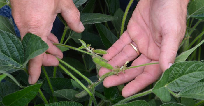hand holding soybean pods