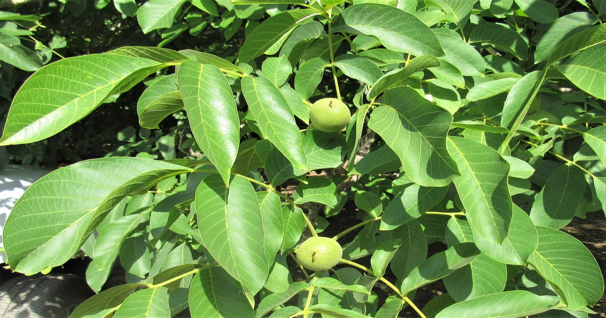 Researchers say walnut canopy damage caused by fall freeze