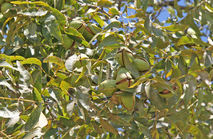 All 14 pecan states reporting casebearers Farm Progress