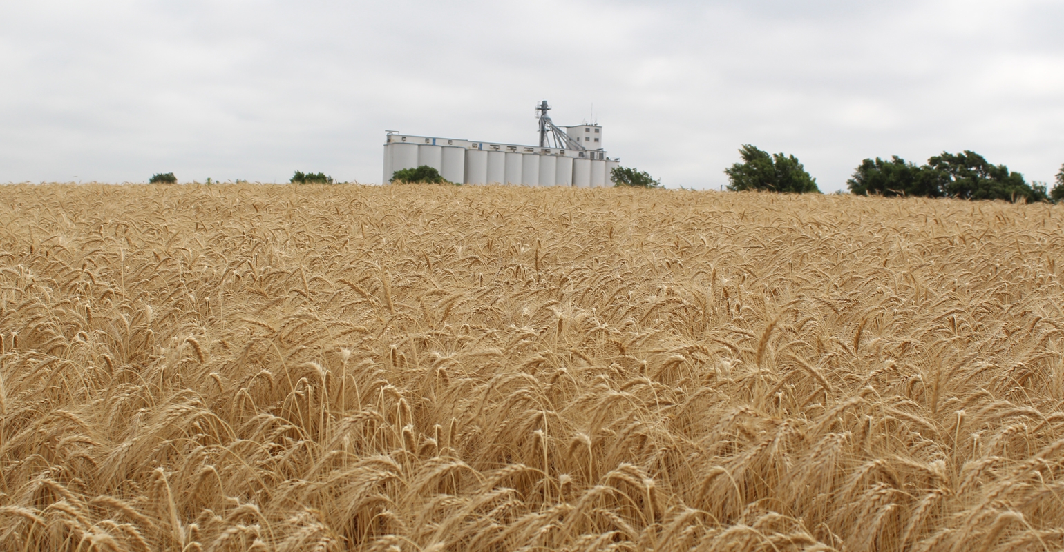 U.S. Wheat Associates Releases 2021 Crop Quality Report