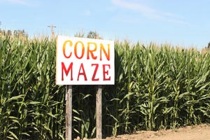 Tuesday-Corn-maze-Ziss-GettyImages-482960438.jpg