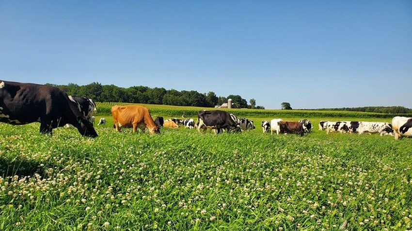 dairy cows grazing in pasture