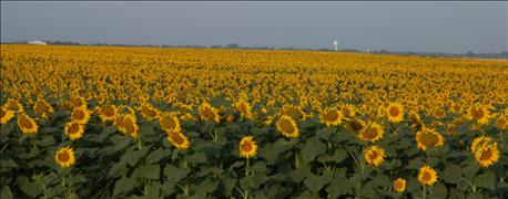 sunflower_acres_may_increase_year_1_635947090035840000.jpg