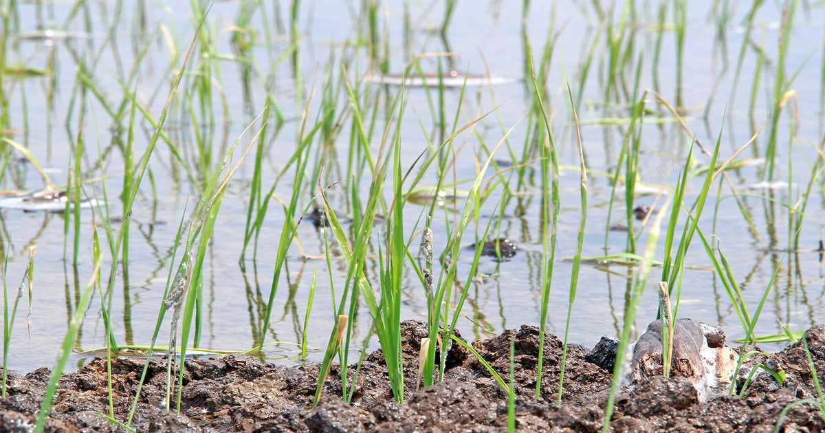 Crop, trait rotations for better control of resistant weeds in rice