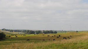 Cattle grazing on Nebraska farm land