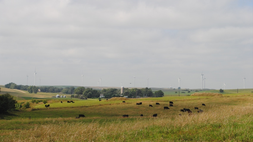 Cattle grazing on Nebraska farm land