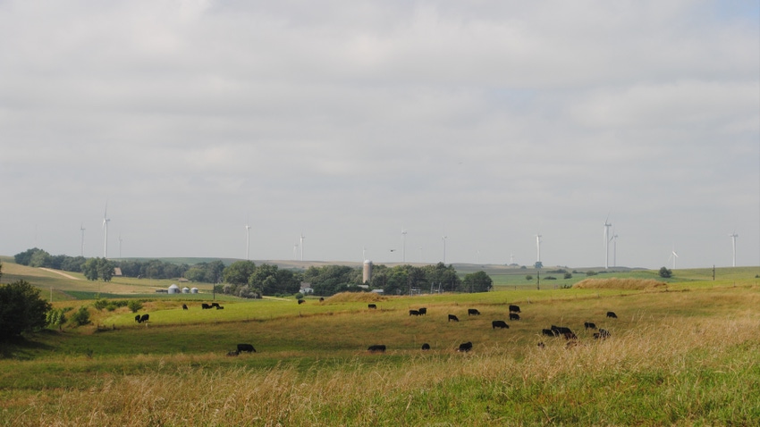 Cattle grazing on Nebraska farm land Cattle grazing on Nebraska farm land