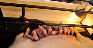 piglets feeding on sow