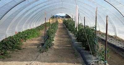 One of the country's largest agricultural greenhouses locating in Ohio