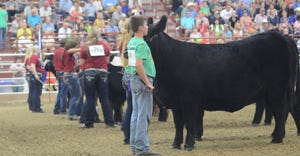 Kids showing cattle at the Nebraskan Livestock Show 