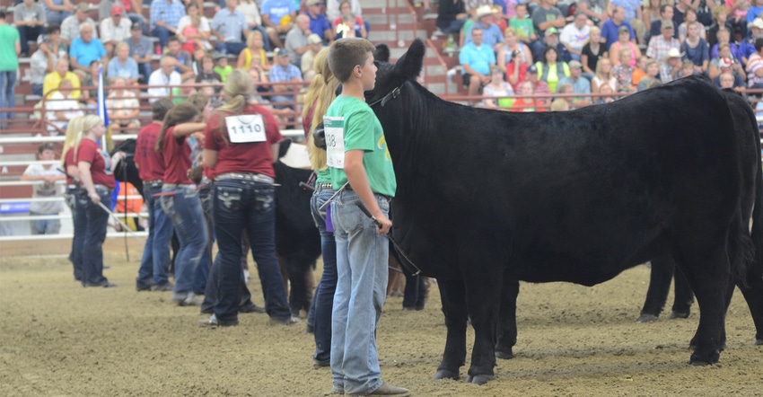 Kids showing cattle at the Nebraskan Livestock Show Kids showing cattle at the Nebraskan Livestock Show