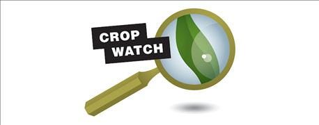 kernel_depth_may_determining_factor_corn_yield_year_1_635779313302796000.jpg kernel_depth_may_determining_factor_corn_yield_year_1_635779313302796000.jpg