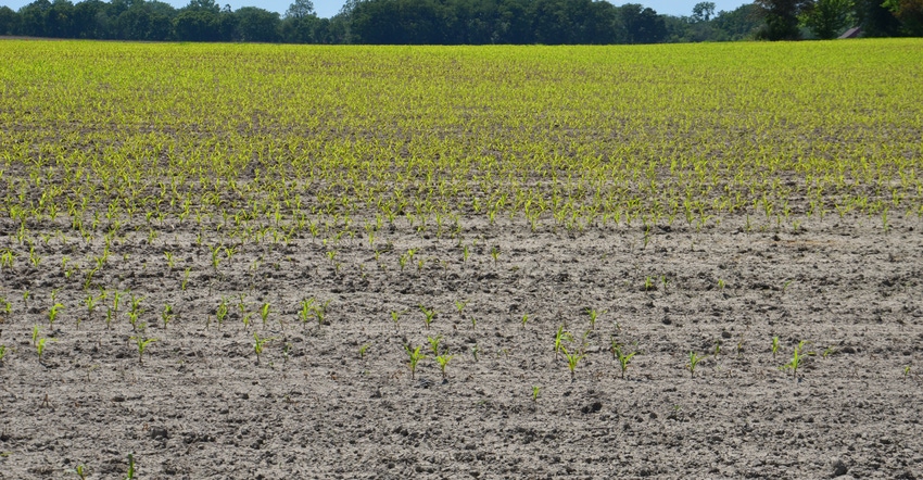 cornfield with wet spots