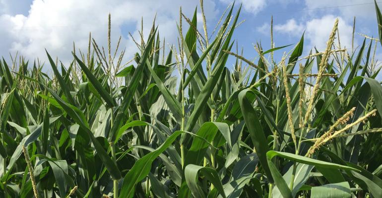 Link - corn-shot-2000-1.jpg Link - corn-shot-2000-1.jpg