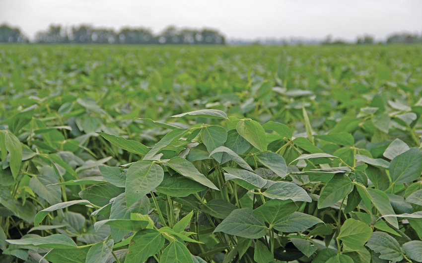 soybean-field-6-staff-dfp.jpg
