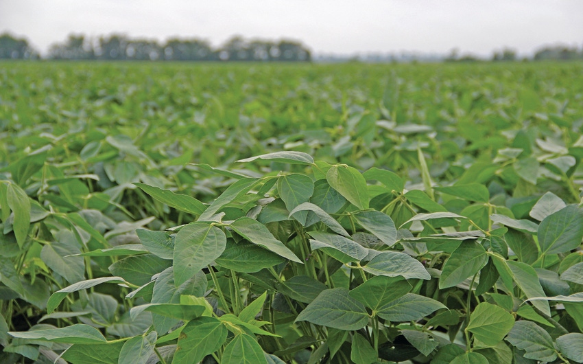 soybean-field-6-staff-dfp.jpg soybean-field-6-staff-dfp.jpg