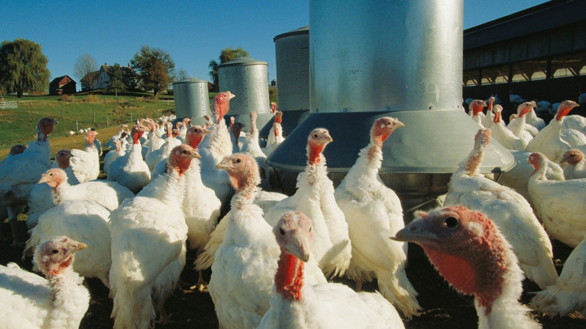 a flock of chickens around a feeder
