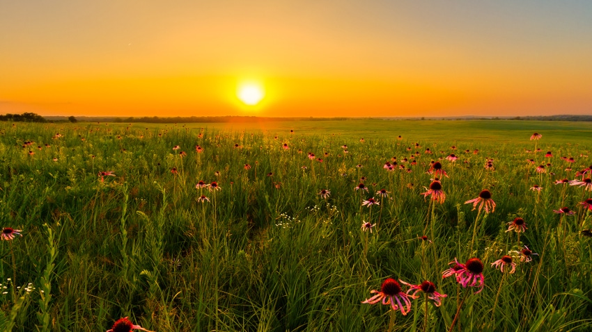 Sunset over field of coneflowers