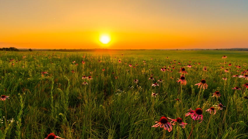 Sunset over field of coneflowers Sunset over field of coneflowers