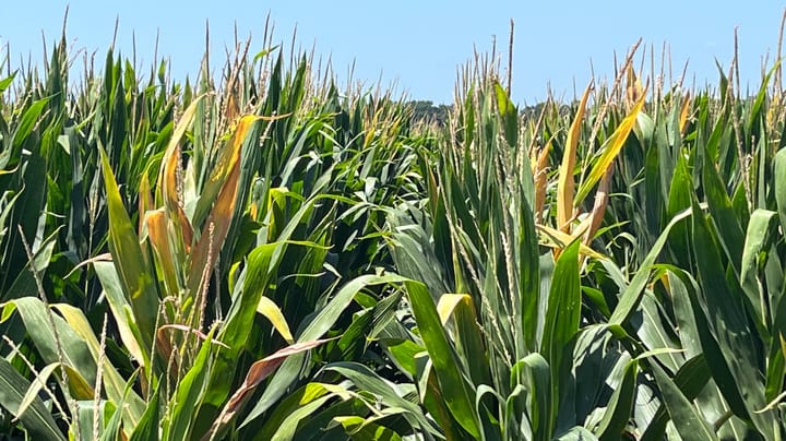 Crop progress: Soybean ratings tilt lower