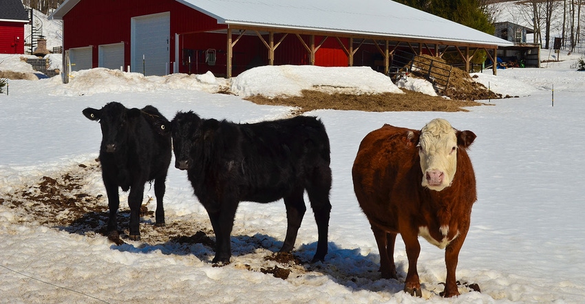 Cows in snow. red sheds in background