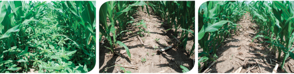 Syngenta Acuron test plots with herbicide treatment, weed control