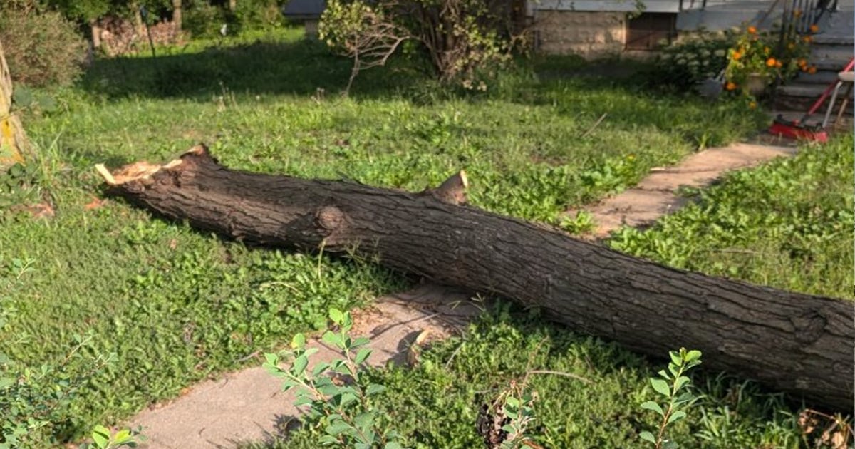 5 things to do during tree cleanup after a storm